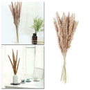 15Pcs Natural Dried Pampas Grass Reed Flower Bunch Wedding Bouquet Decors