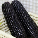 20Xsweet glutinous black corn seeds purple black waxy corn seeds red and LJ