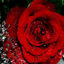 DIY 5D Diamond Painting Embroidery Cross Stitch Kit Wall Art Decor Red Rose