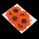 6pcs Pressed Dried Real Flower Sunflower Scrapbooking Embellishments Orange