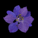 50pcs Pressed Flower Real Natural Dried Flowers for DIY Handmade Craft Blue