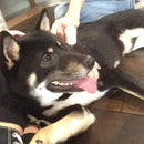 Pet Hair Removal Comb Deshedding Wooden Grooming Comb / Tool / brush Profes H9W1