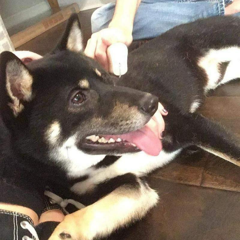 Pet Hair Removal Comb Deshedding Wooden Grooming Comb / Tool / brush Profes H9W1