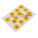 12 Packs Pieces Natural Dried Flowers, Real Press Chrysanthemum, Pressed Flowers