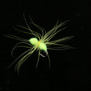 32pcs/box Hand-tied Fly Fishing Flies Sinking Wet Flies for Bass Salmon Carp
