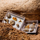 Natural Stone 6 Pieces FOSSIL SPECIMENS with Collection Box