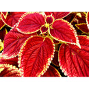 50 pcs mix colors blumei seeds colorful flower leaves plant home garden LJ