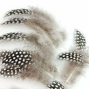 High Quality Guinea Fowl Feather 100PCS Christmas Wedding Home Decor DIY XVD