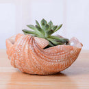 Cute Cartoon Shell Shaped Succulent Planter Flowerpot