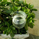 Glass Plant Flowers Water Feeder Self Watering Rose Waterer Device Machine EOM