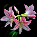 Beautiful 2 Bulbs Plants Elvas Double Amaryllis HIPPEASTRUM G5X6 Amarylli E G5A5