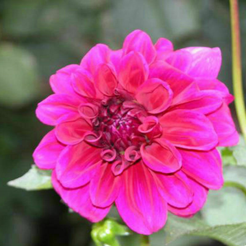 30x Colorful Dahlia Large Bloom Flower Perennials Bulbs 2018' Garden Plant C5J4