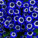 50pcs blue daisy seeds awesome easy to grow flower diy home garden decorDSR ^i