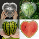 Big Size Plastic Clear Heart Watermelon Growing Mold Transparent Fruit Grow