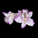 20pcs 8cm Light purple Artificial Silk Orchid Dendrobium Flower Heads Petals