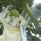 1X(Fruit Picker Head Basket Or Fruit Picking Tools, Fruits Catcher For Harv