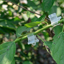 200pcs New Gardening Grafting Clips Garden Vegetable Flower Vine Bushes Plants