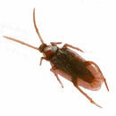 20Pcs Halloween Realistic Rubber Roach Cockroach Simulation Bug Toys L6N8. E2A9