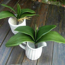 5X(Artificial flower, leaves of Phalaenopsis (moth orchid), leaf / green ( B9V8)
