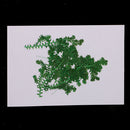 6x 6.5-7cm Pressed Water Grass Natural Dried Flowers DIY Scrapbooking Crafts