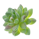 Artificial Plastic Succulent Plants Flowers Home Cafe Beautify Floral Decor