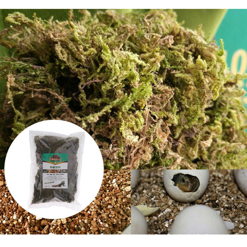 Natural Green Moss Terrarium Plant Moss Fern Pet Reptile Habitat Decoration