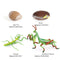 Lifelike Life Cycle of Mantis Growth Pre-school Cognitive Toys Themed Party