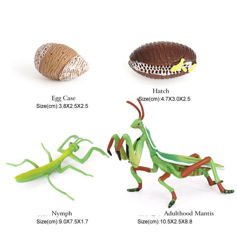 Lifelike Life Cycle of Mantis Growth Pre-school Cognitive Toys Themed Party