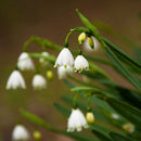 200X Galanthus Nivalis Seeds Common Snowdrop Flower Freezing Plants Home De Y1I2