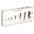 Science Education Specimens Biology Teaching Tool - Life Cycle of Locust