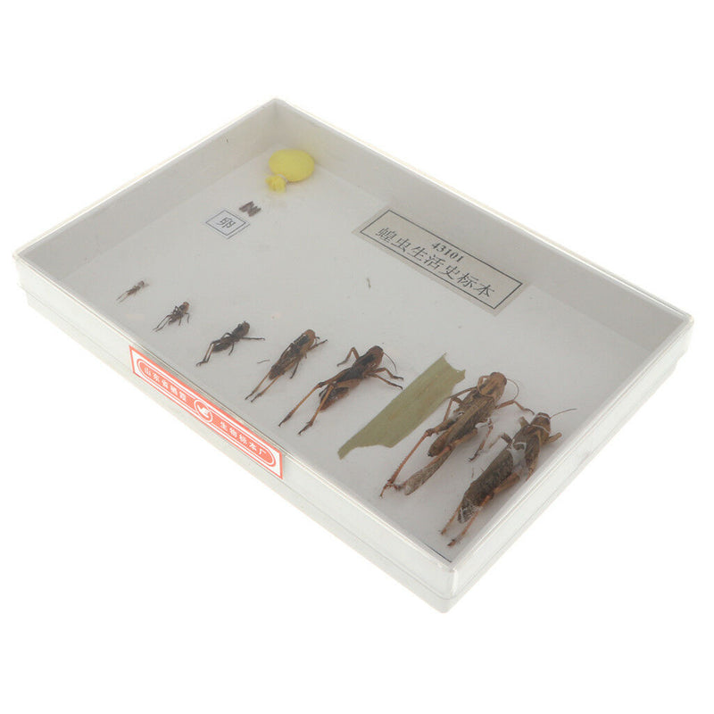 Lifecycle of a Locust Specimens Taxidermy Framed Collectible, 7.5x5x1.2inch