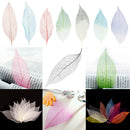 50pcs Natural Magnolia Skeleton Leaf for Scrapbooking Embellishment Crafts