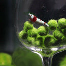 1pc Green Seaweed Ball Moss Live Aquarium Plant Fish Decoration Pet Supplie Nice