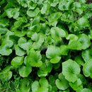 100 Wasabi Seeds Japanese mustard Horseradish Vegetable Seeds garden plant LJ