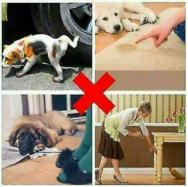 Pet Puppy Dog Toilet Training Spray Inducer Positioning Obedient Defecation