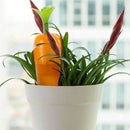 Carrot Automatic Watering Globe Plant Self Watering Bulb Garden Waterer SysS Hn