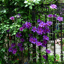 200pc Clematis Flower Plant Seeds Garden Yard Bonsai Decor Flower Seeds