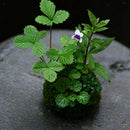 3Pcs 15cm Unique Green Moss Ball Flower Pot Bonsai Plant Holder Home Office