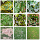 Difenoconazole Fungicide Plant Safety Sterilization Disinfectant Garden Bo Nly