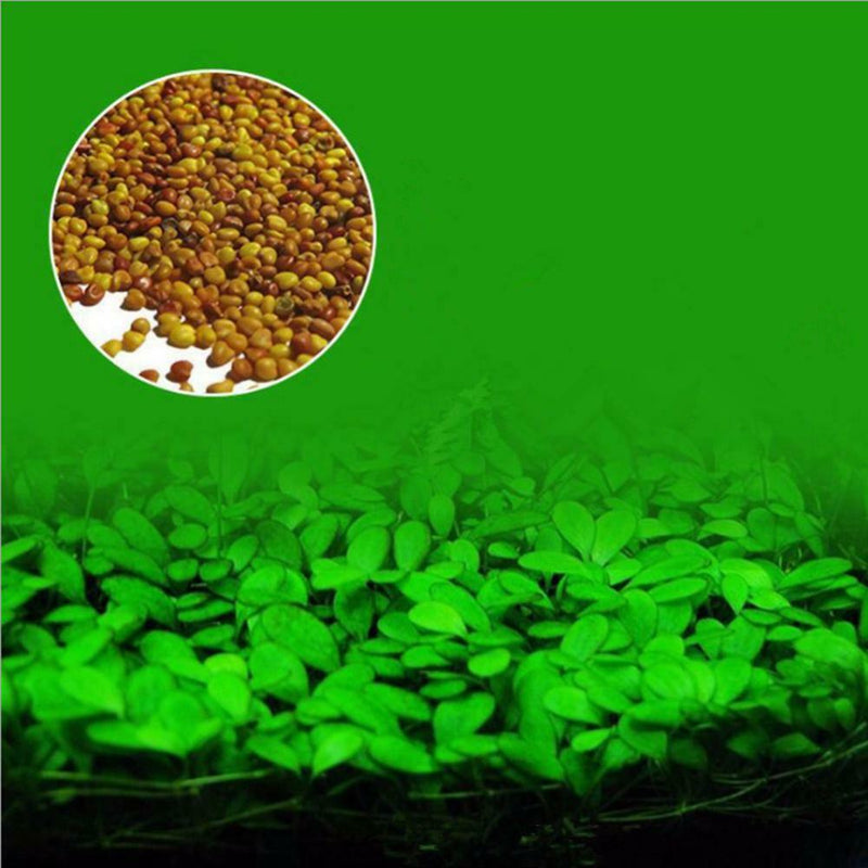 1000X Fish Aquarium Grass Seeds(Mixed)Water Aquatic Plant Home Fish Tank Supply