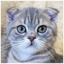 5D DIY Diamond Painting Cat Full Drill Embroidery Cross Stitch Art Picture