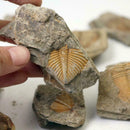 Natural Trilobite Tail Fossil Ancient fossils teaching 2019 specimens Colle E8N3