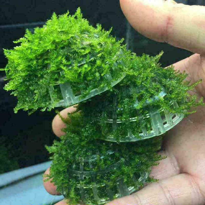 Fish Tank Landscaping Plants Holder Floating Moss For Aquarium V4I0 Ball E1N8