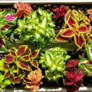 50 pcs mix colors blumei seeds colorful flower leaves plant home garden LJ