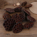 10pcs Natural Dried Lotus flowers decor flower arrangement Photoprop Photograph-