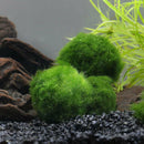 Nano Marimo Moss ball monkey Live aquarium plant fish tank betta sea~triops