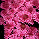 100X ground-cover chrysanthemum seeds perennial daisy flower seeds mix color LJ