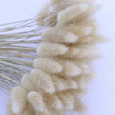 Dried Flowers Bouquet Rabbit Tail Grass Real Flower Weddings Home Decors New 60pcs