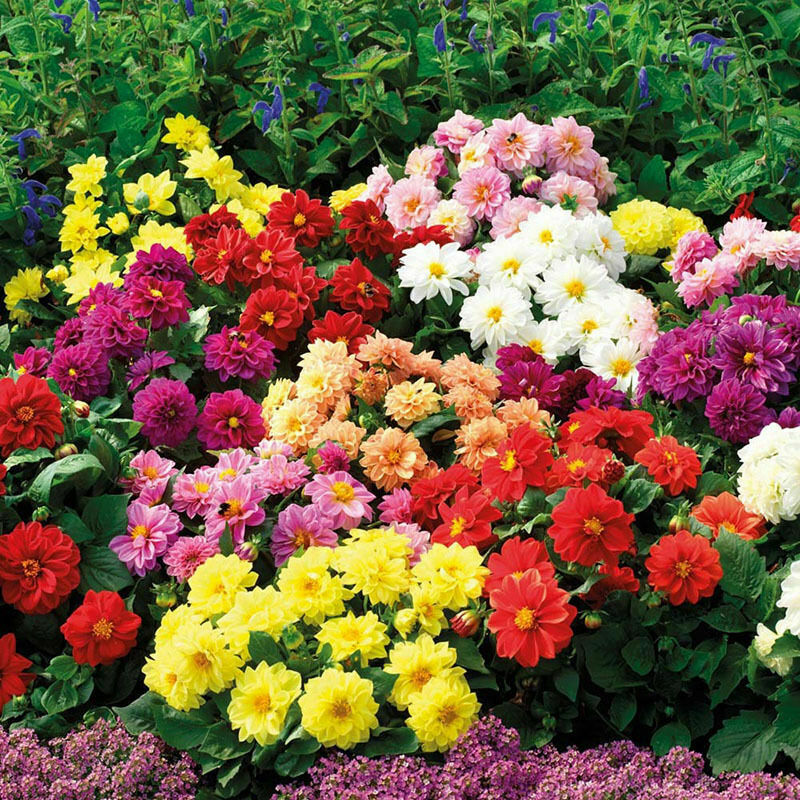 30x Colorful Dahlia Large Bloom Flower Perennials Bulbs 2018' Garden Plant C5J4