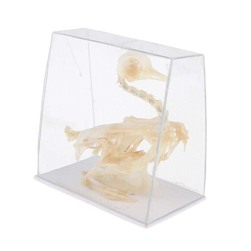 Real Pigeon Skeleton Specimens Biology Teaching Instruments Student Science
